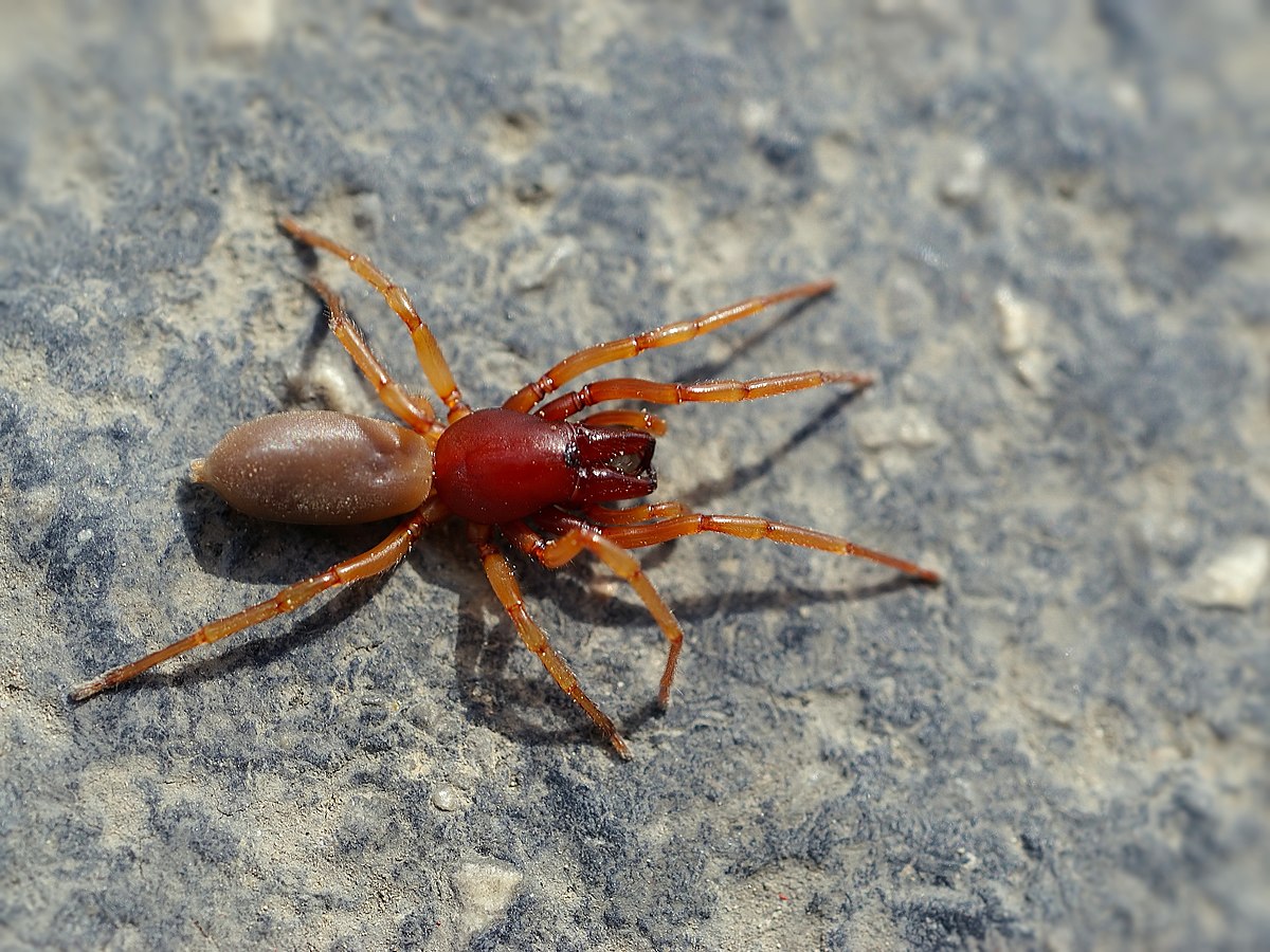 Woodlouse spider at el Perelló, Catalonia, Spain