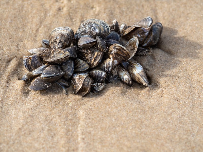 Closeup shot of clam on beach