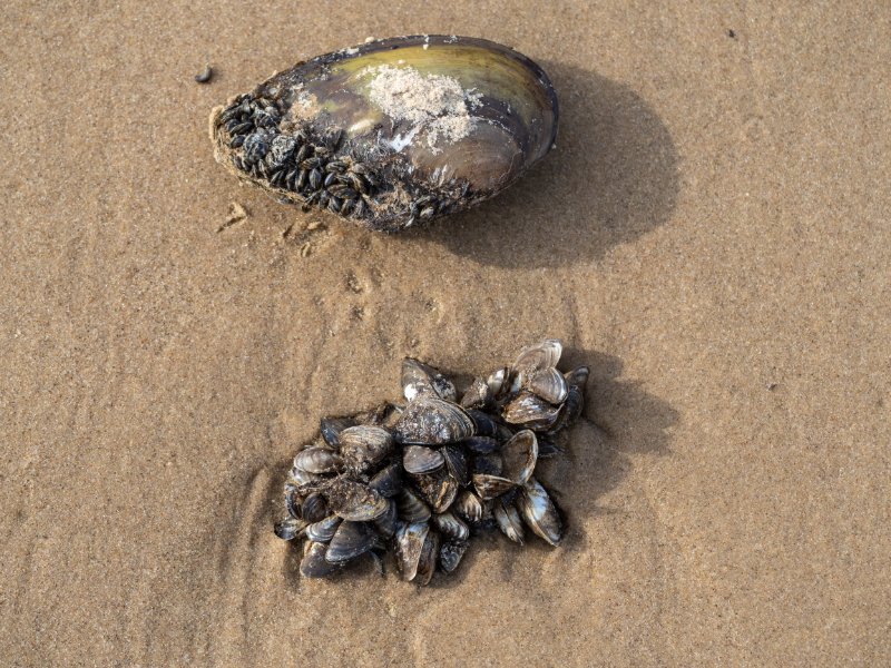 Closeup shot of clam family
