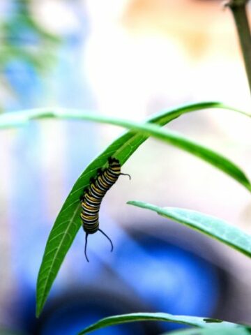 Florida Caterpillars