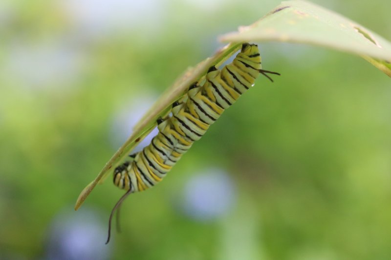 close up caterpillar on milkweed leaf