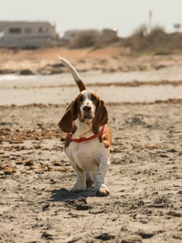 Discover the Adorable and Lovable Beagle Basset Hound Breed