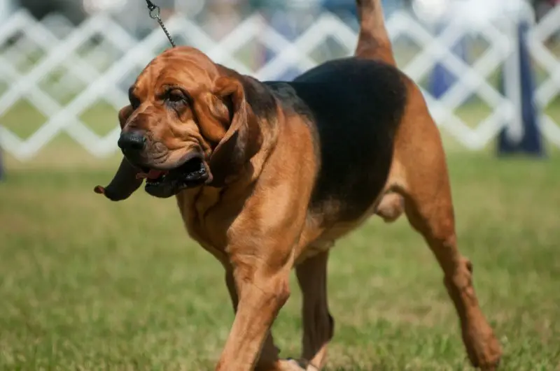 Bloodhound Puppies walking in a garden