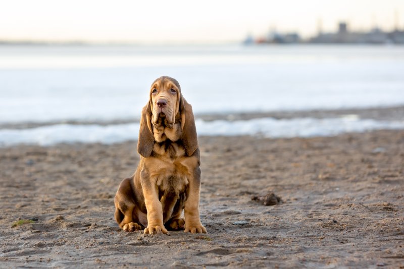 Bloodhound puppy sits on the sand