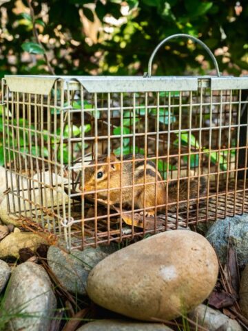 How To Get Rid Of Chipmunks