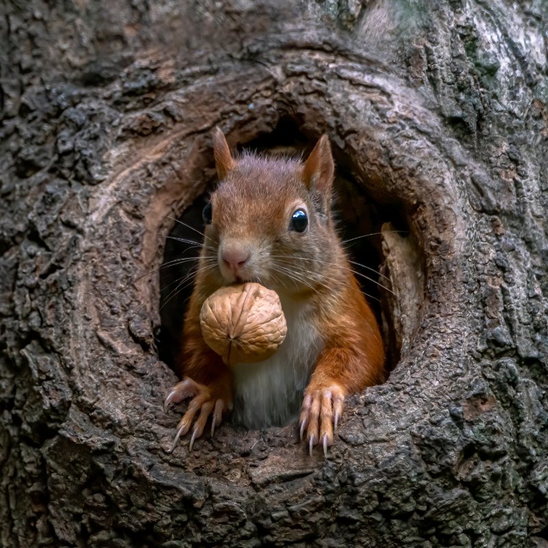 Squirrel peeks out of the hole in a tree