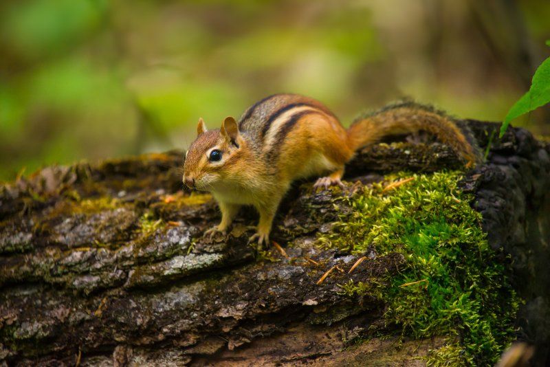 A chipmunk on rotted tree trunk with moss in the forest