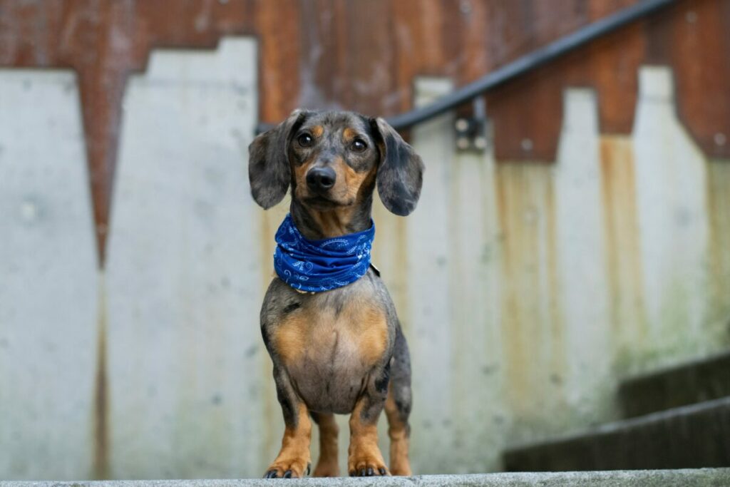 Meet the Dachshund, often referred to as the true "Dutch Hound," with its distinctive long body and short legs.
