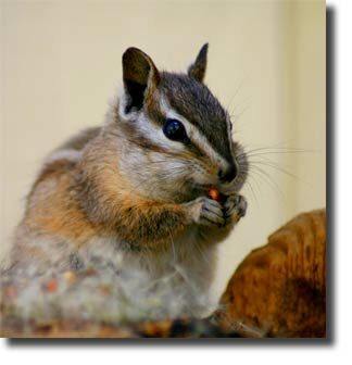 how_to_get_rid_of_chipmunks2-7463469