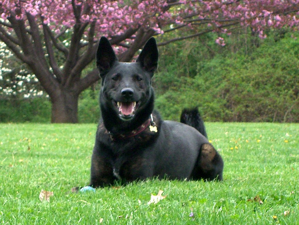 Delve into the world of the Dutch Shepherd Hound's temperament and tendencies, where a blend of loyalty, playfulness, and calmness defines this remarkable breed.