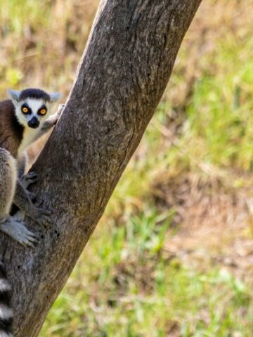 Arboreal Lemur