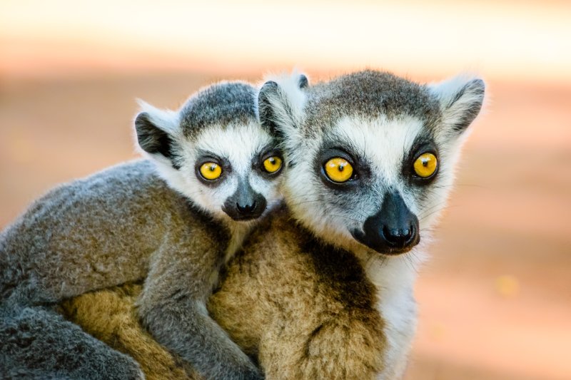 lemur carrying cute baby on back looking in to camera