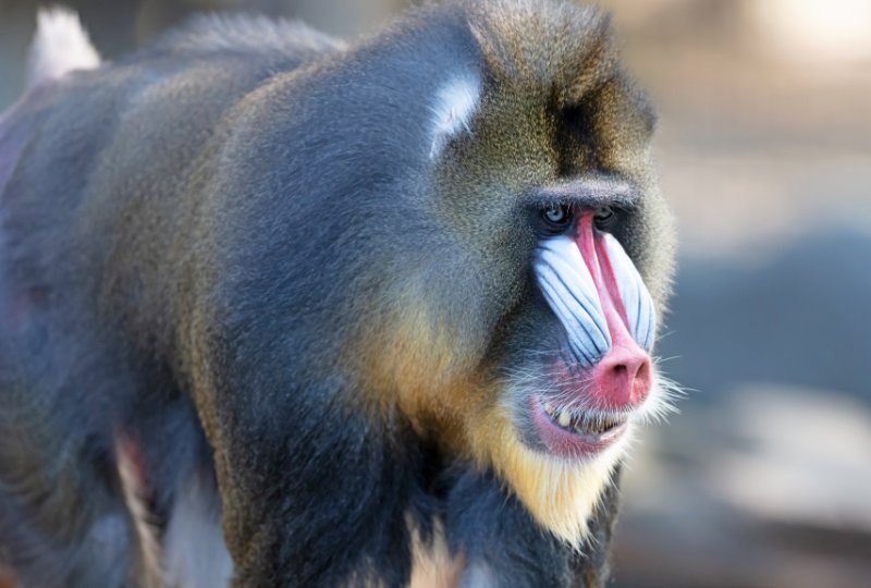 Closeup of Baboon Monkey