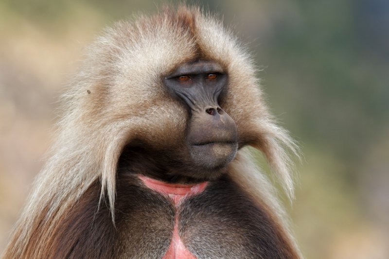 Portrait of a Gelada baboon male