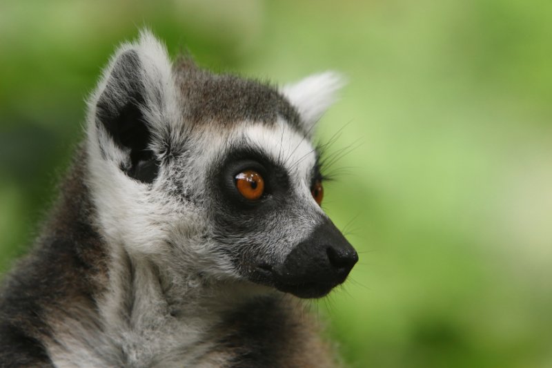 Side view of Lemur