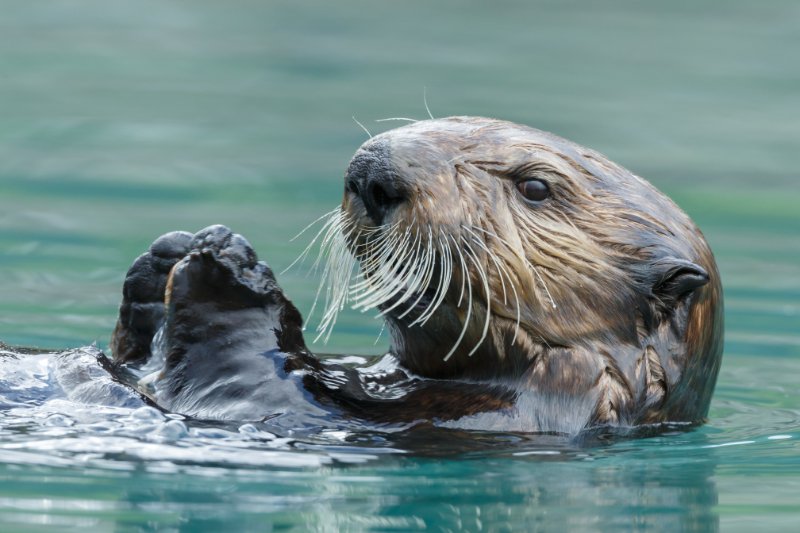 Marine Otter swimming