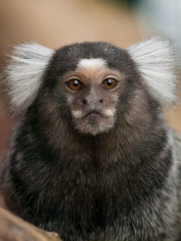 The Charm of Marmoset Monkeys: Unveiling the Cute and Curious Creatures