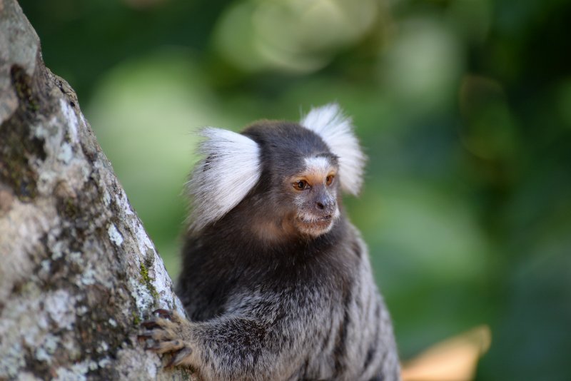 Two Marmoset monkeys joyfully climbing a tree