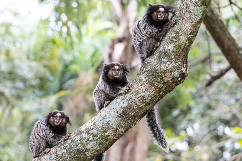 A Marmoset monkey peering from the treetop