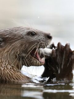 Exploring the Fascinating Otter Habitat: A Peek into their Aquatic World