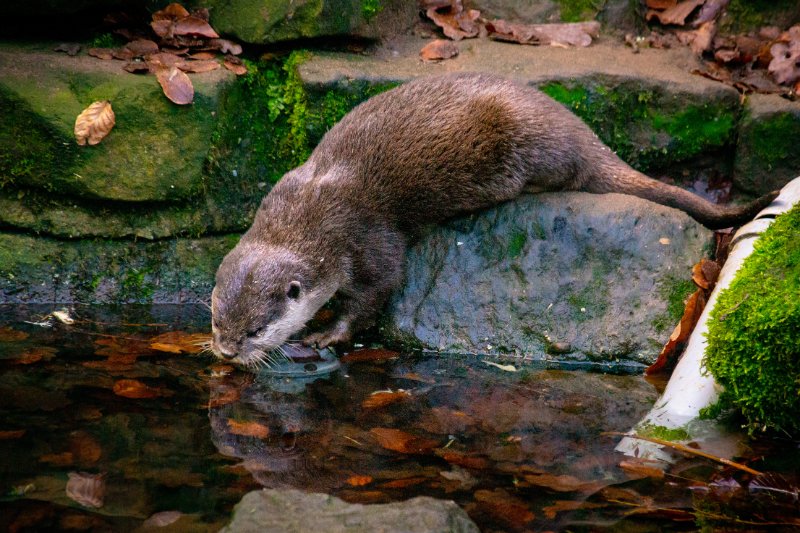 Otter drinking water 
