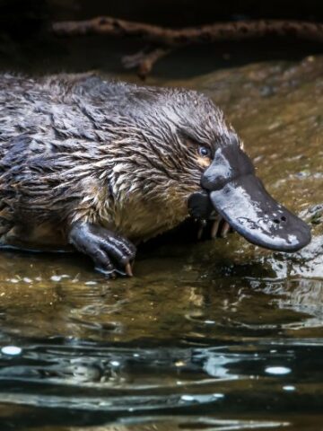 10 Fascinating Platypus Facts: Discover the Wonders of this Unique Mammal
