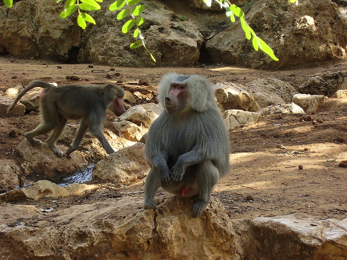  Baboon monkey in the safari in ramat gan
