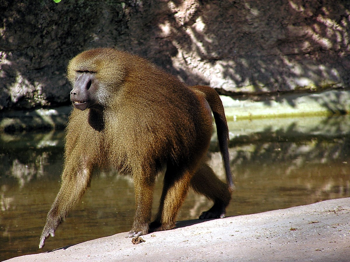 Guinea baboon (Papio papio) in Nuremberg zoo.