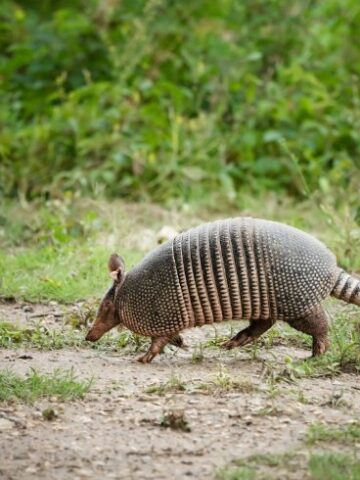 Discover the Surprising Diet of Armadillos