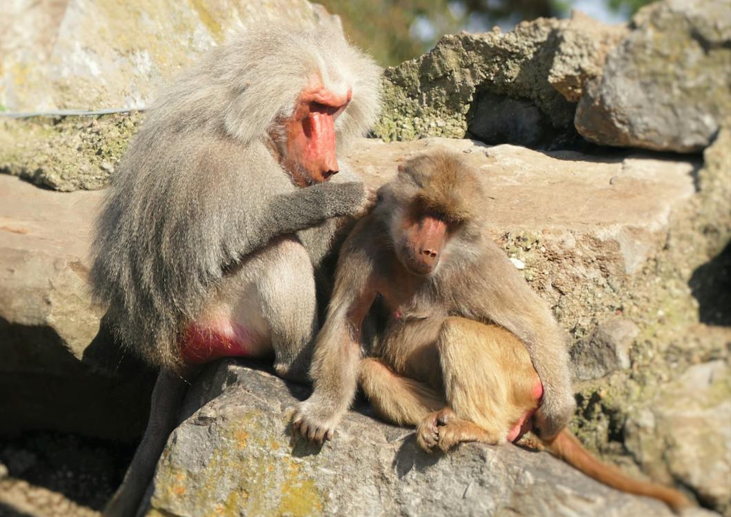 Two baboons on a rock