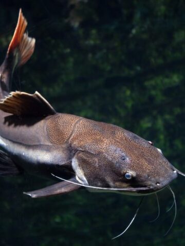 Exploring the Different Types of Catfish: A Guide to Their Diversity