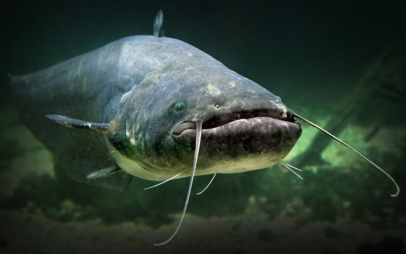 Underwater photo of The Catfish
