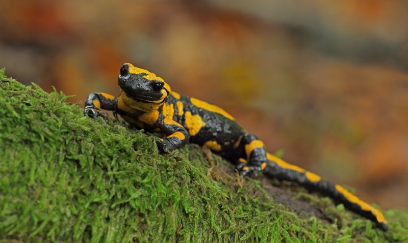 Salamander closeup view