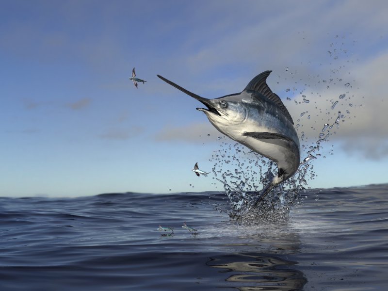 swordfish jumping out of water to catch flying fish