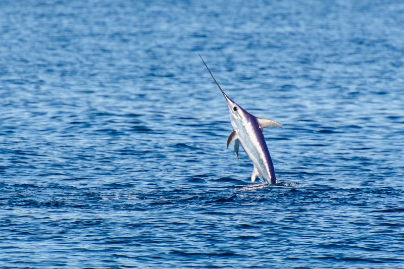 Swordfish jumps above water surface
