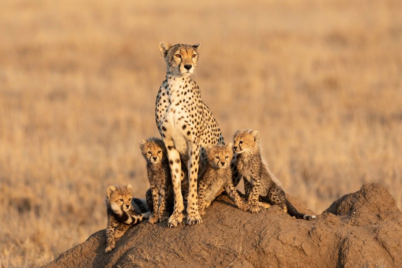 Female cheetah and her four tiny cubs sitting on a large termite mound
