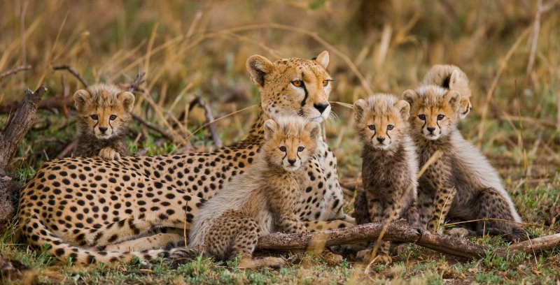 Female cheetah with her cubs