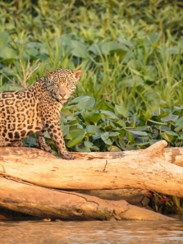 What Do Jaguars Eat