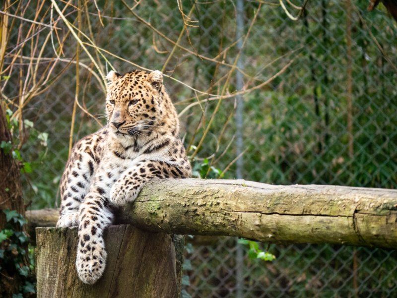 Jaguar relaxing on a branch
