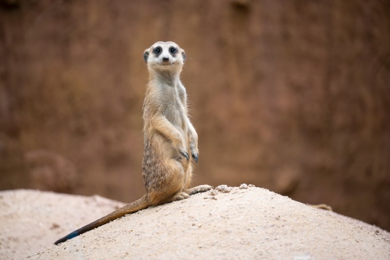 Exploring the Enchanting Meerkat Habitat: A Sneak Peek into their World 2 Meerkat looking towards the camera