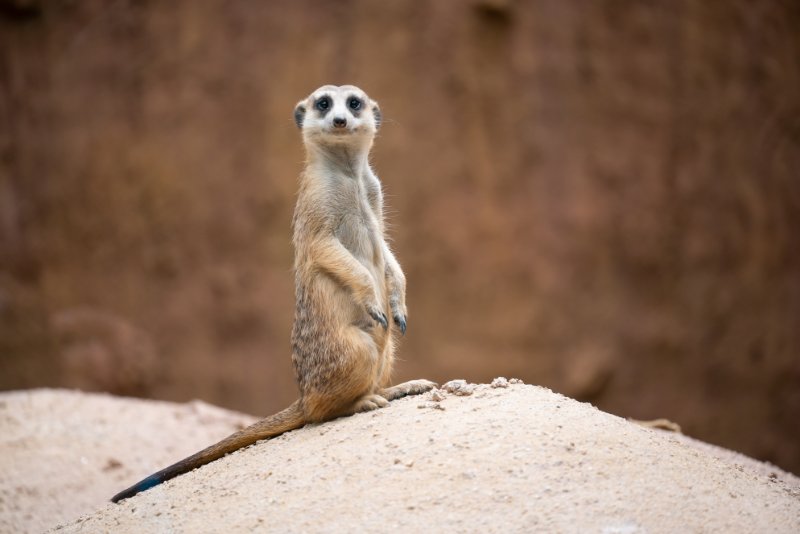 Meerkat looking towards the camera