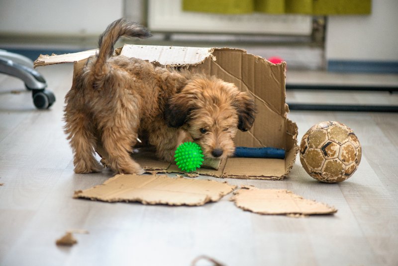 Puppy chewing cardboard, plastic toys