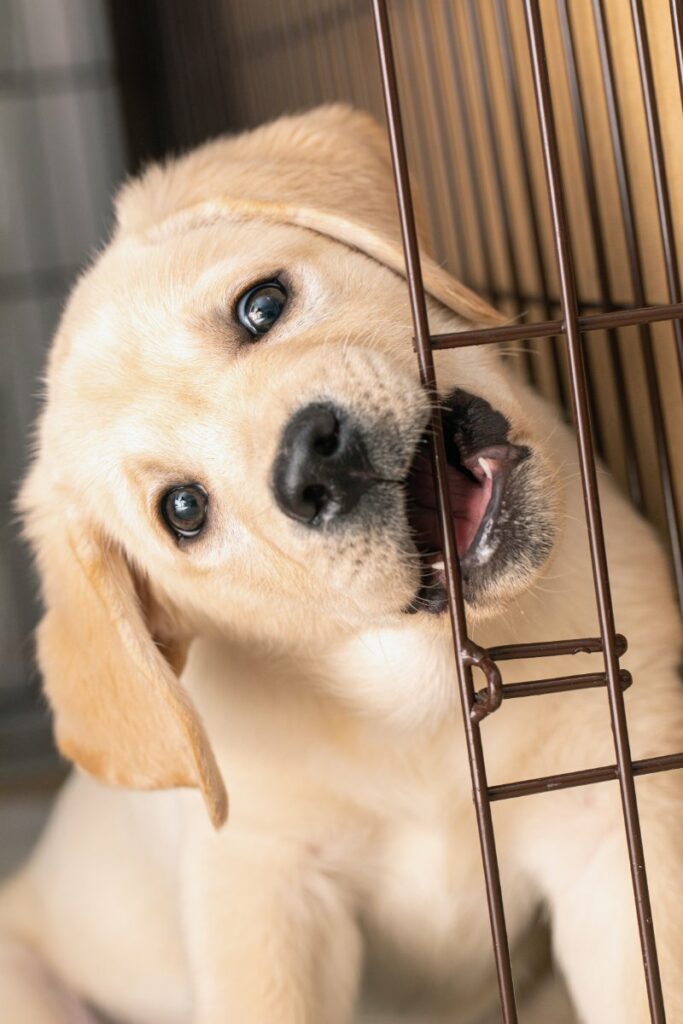 puppy bites iron cage door.