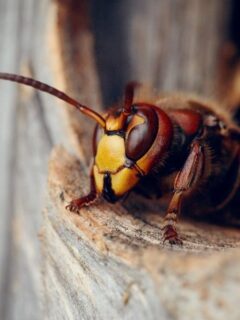 Keep Wasps Away: Effective Wasp Repellent Solutions for a Buzz-Free Environment