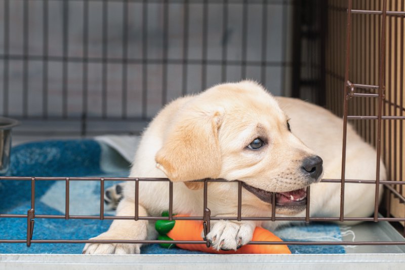 puppy bites an iron cage.