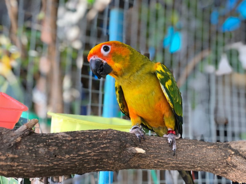 Parrot standing in the cage
