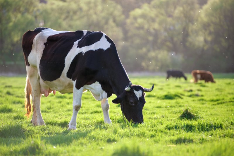 Milk cow grazing on green farm