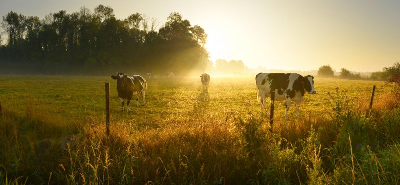 Cow grazing in open field