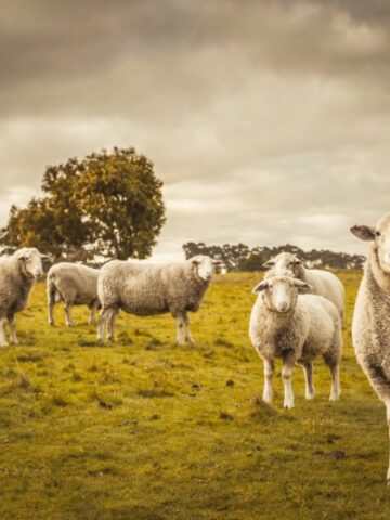10 Fascinating Sheep Facts You Need to Know