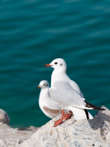 Keep Seagulls at Bay: Effective Methods for Seagull Deterrent